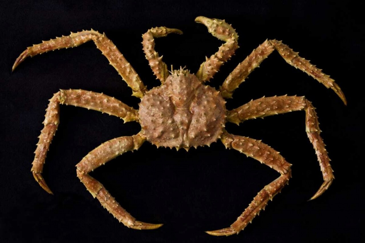 AK, Petersburg Alaskan king crab by Don Paulson - Item # VARPDXUS02BJA0194